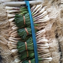优质菜荞头