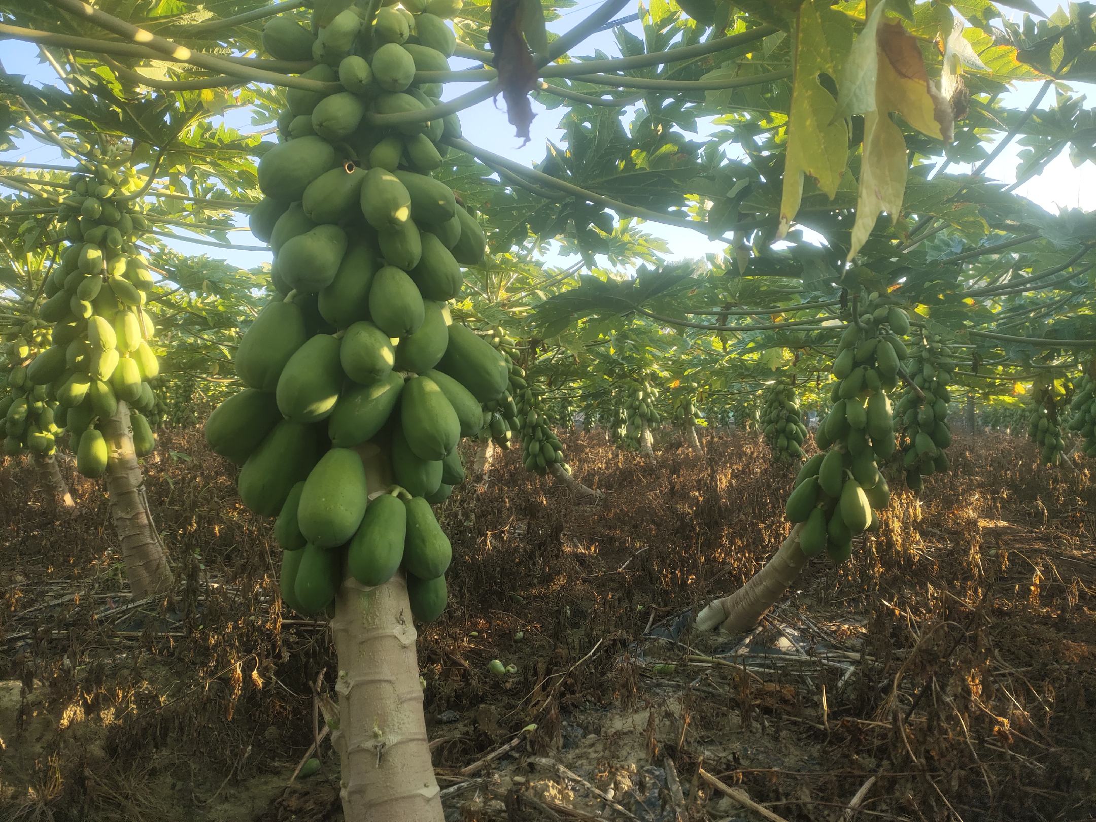 田间采摘场景：农户手持割刀采集番木瓜树干乳汁，乳汁呈乳白色缓慢渗出