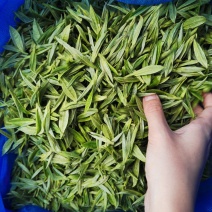 湘西黄金茶