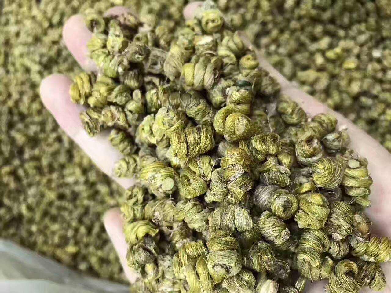 高清微距摄影:云南文山产三年生春三七干货,直径2–3cm,表皮皱缩明显,顶端残留茎痕,断面呈典型黄绿色角质样,可见放射状纹理及中心木质部,符合《中国药典》‘体重坚实、断面灰绿或黄绿’质量要求 文山三七原药材特写:表面灰褐色,具瘤状突起及断续环纹,断面呈黄绿色,质地坚实