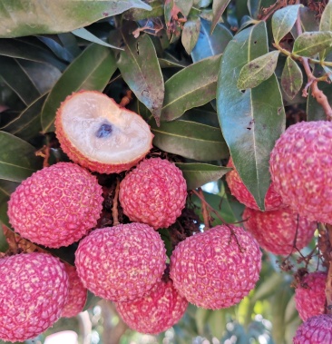 正宗鸡嘴荔枝果大核小肉质脆爽清甜不上火比其他品种更好