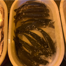 草鱼苗