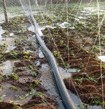 多孔微喷带使用于果树茶园苗圃花卉草坪蔬菜等爬藤植物的
