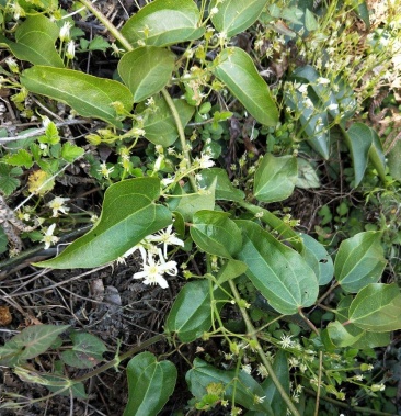 野生威灵仙支持买家检验药用成分