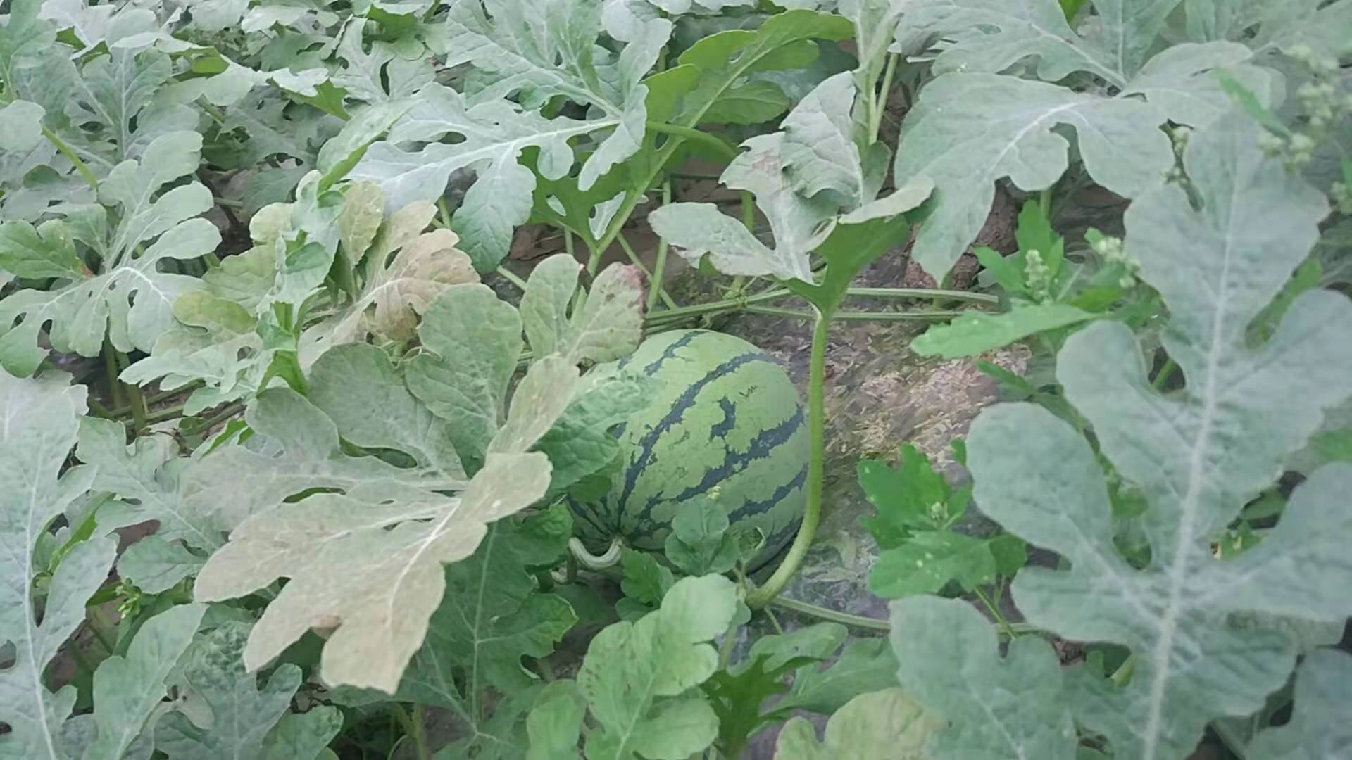 画面左侧为切开的绿色果肉甜瓜,右侧为典型的红瓤大西瓜,背景为田园瓜田,突出两者在外观、果肉颜色和大小上的明显差异 甜瓜与西瓜对比图