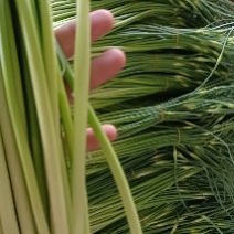 邳州精品白帽蒜苔邳州精品白帽蒜苔