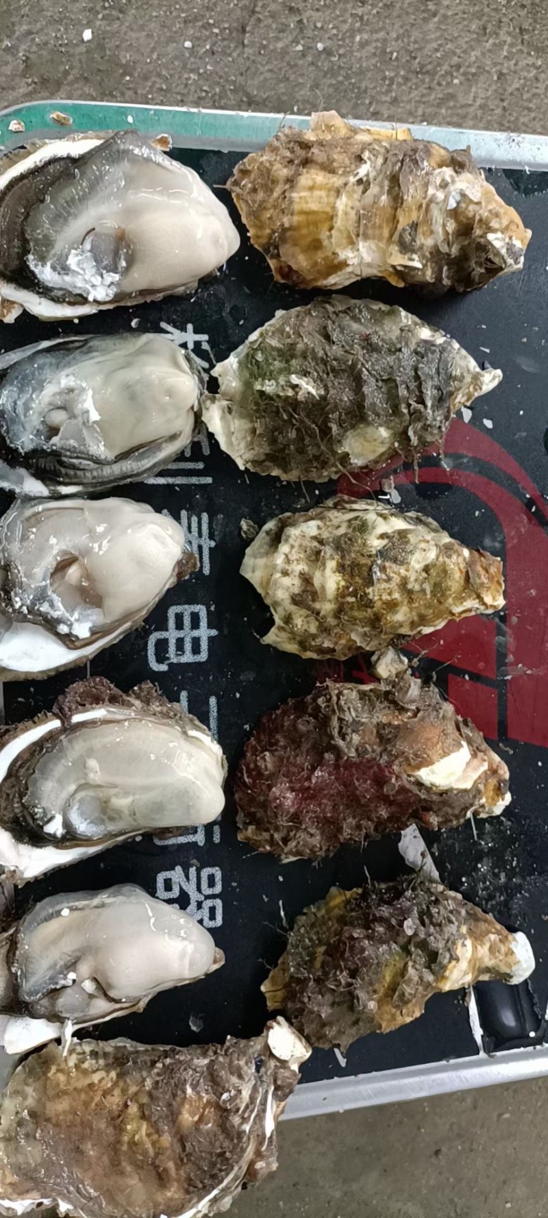 福建蚝牡蛎批发鲜活生蚝批发100斤装量大价优