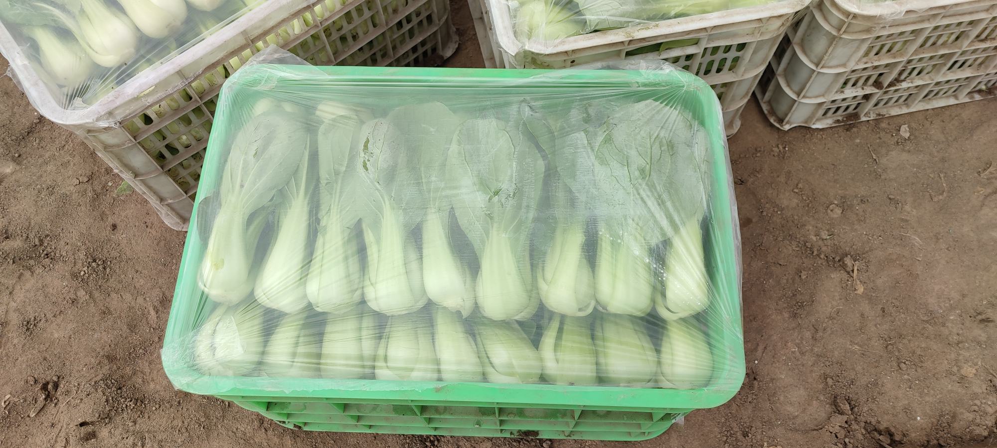 圆包菜保存与再利用示意图