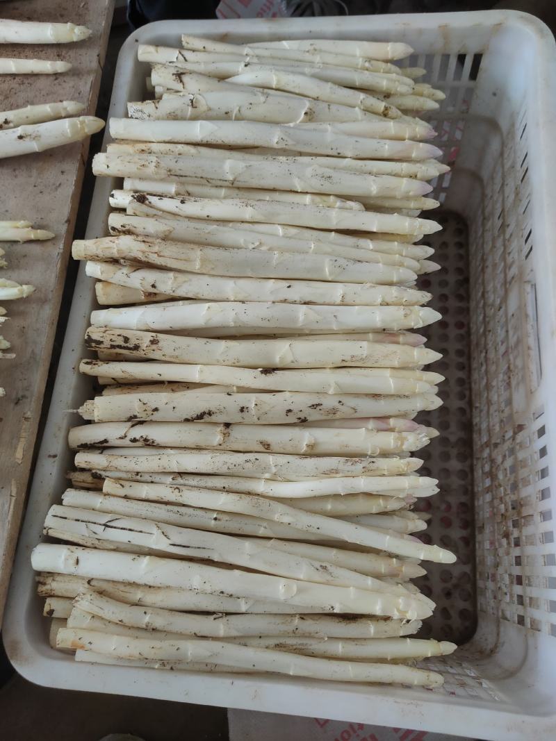 白芦笋1山东潍坊白芦笋,曹县白芦笋,现货供用,大量上市.