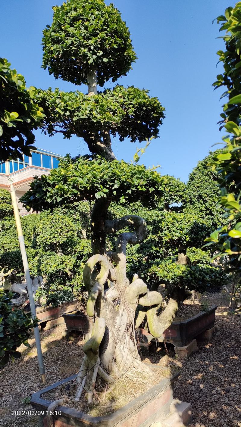 福建造型怪根造型金钱榕盆景,福建造型小叶榕盆景桩头