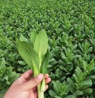 安徽上海青上海青苔山东上海青上海青苔云南水菜