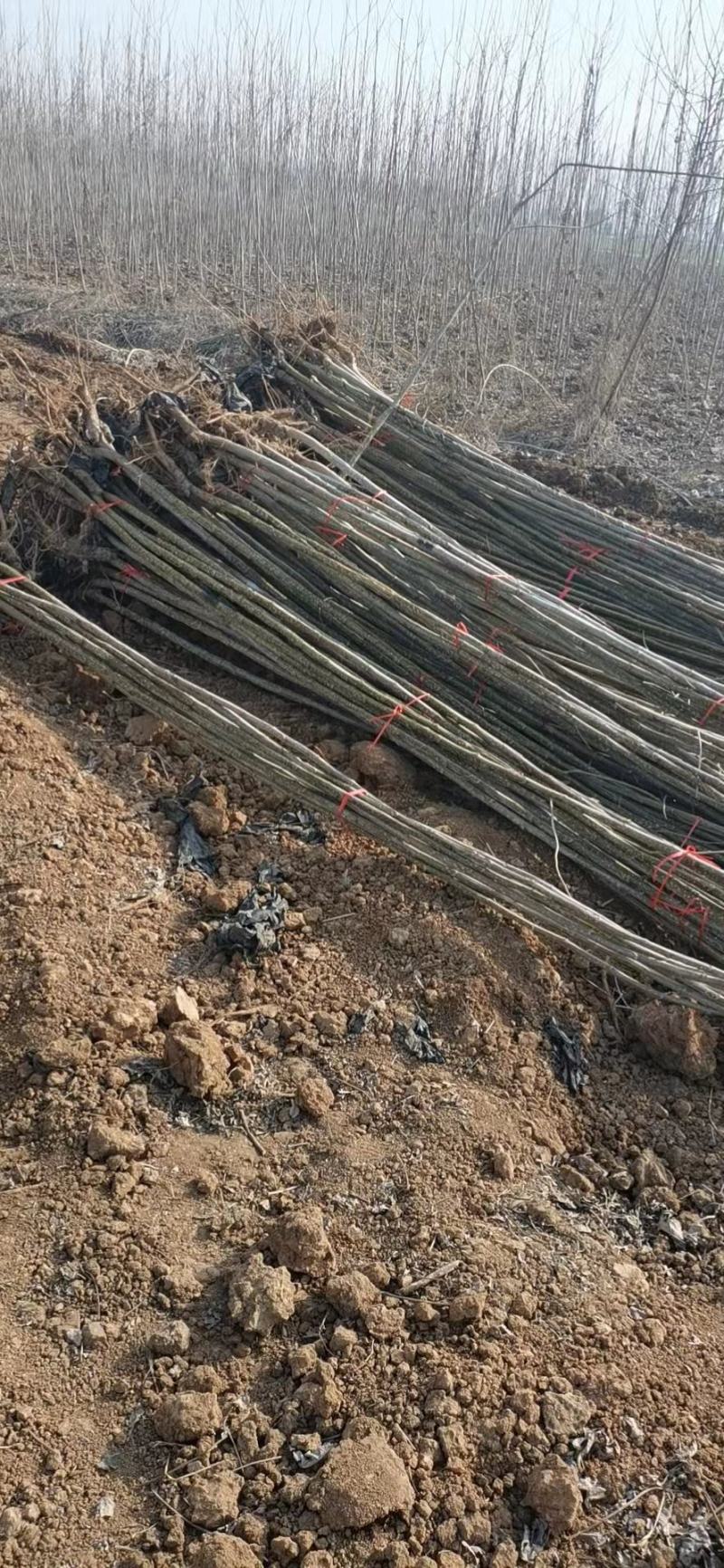 吉德杨杨树苗精品吉德杨树苗,大量有货