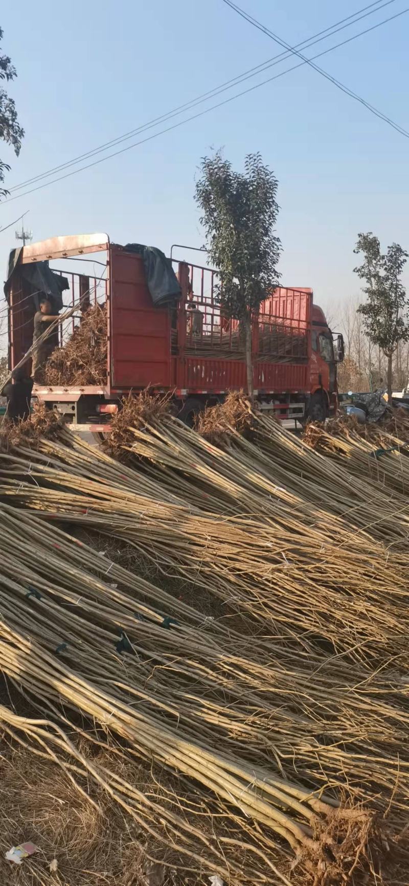 吉德杨杨树苗精品吉德杨树苗,大量有货