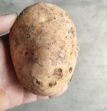 有一批黑龙江尤金土豆出售数量25000斤加工用