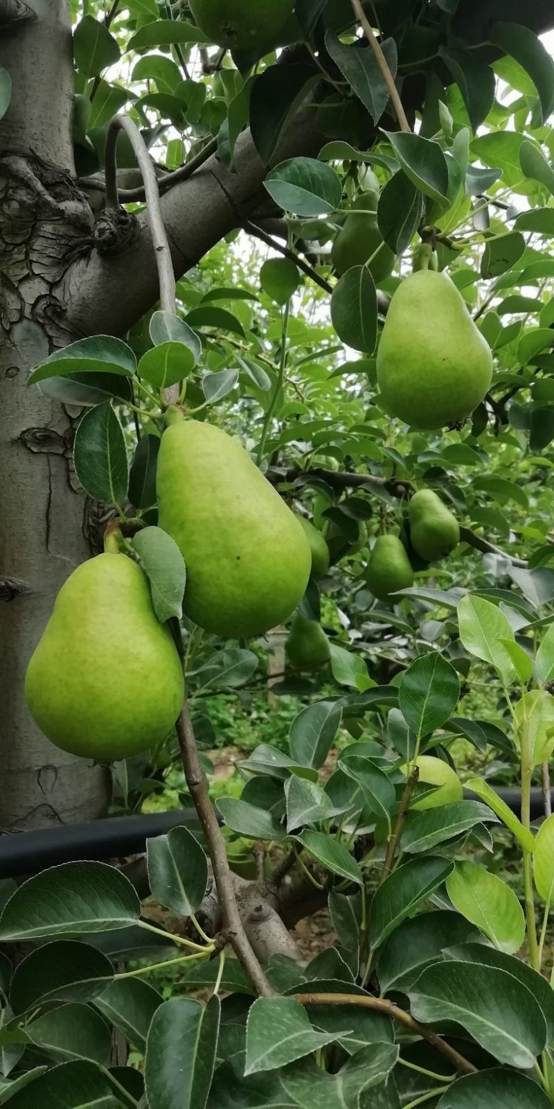 大头梨 河南大头梨 三门峡大量早熟基地供应