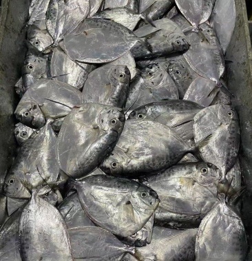 刀鲳鱼皮刀鱼新鲜冷冻饲料鱼海鱼饲料用