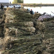 白洋淀野生芦苇苗，根系发达，生命里顽强，适合公园，湿地种