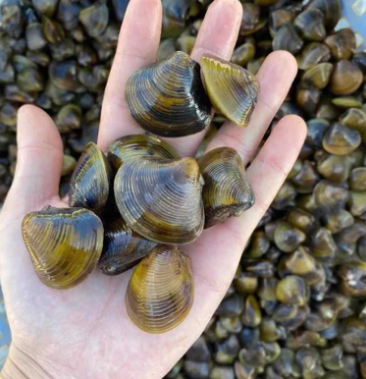 00元/斤 - 一亩田