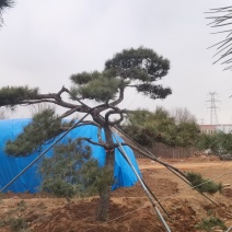 造型松