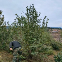 批发丛生暴马丁香白丁香大墩园林绿化用苗规格全优惠