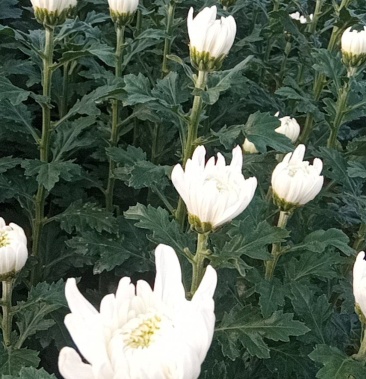 [菊花鮮切花批發]海南黃白菊,清明花,持續供貨中價格1.