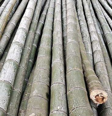 竹子大毛竹防护架竹竿各种建筑农业海水养殖用毛竹