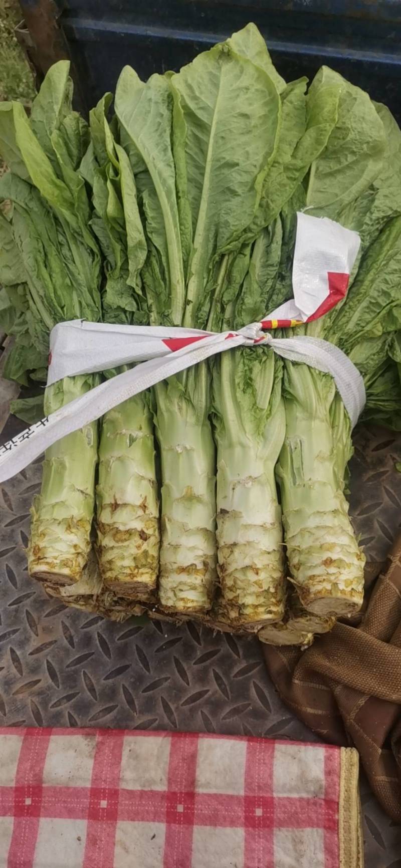 圆叶莴笋正式大量上市了