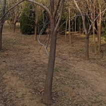 高杆柿树