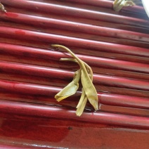 易武小树茶