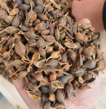 中药材纯野生连翘银翘青翘老翘正品干净