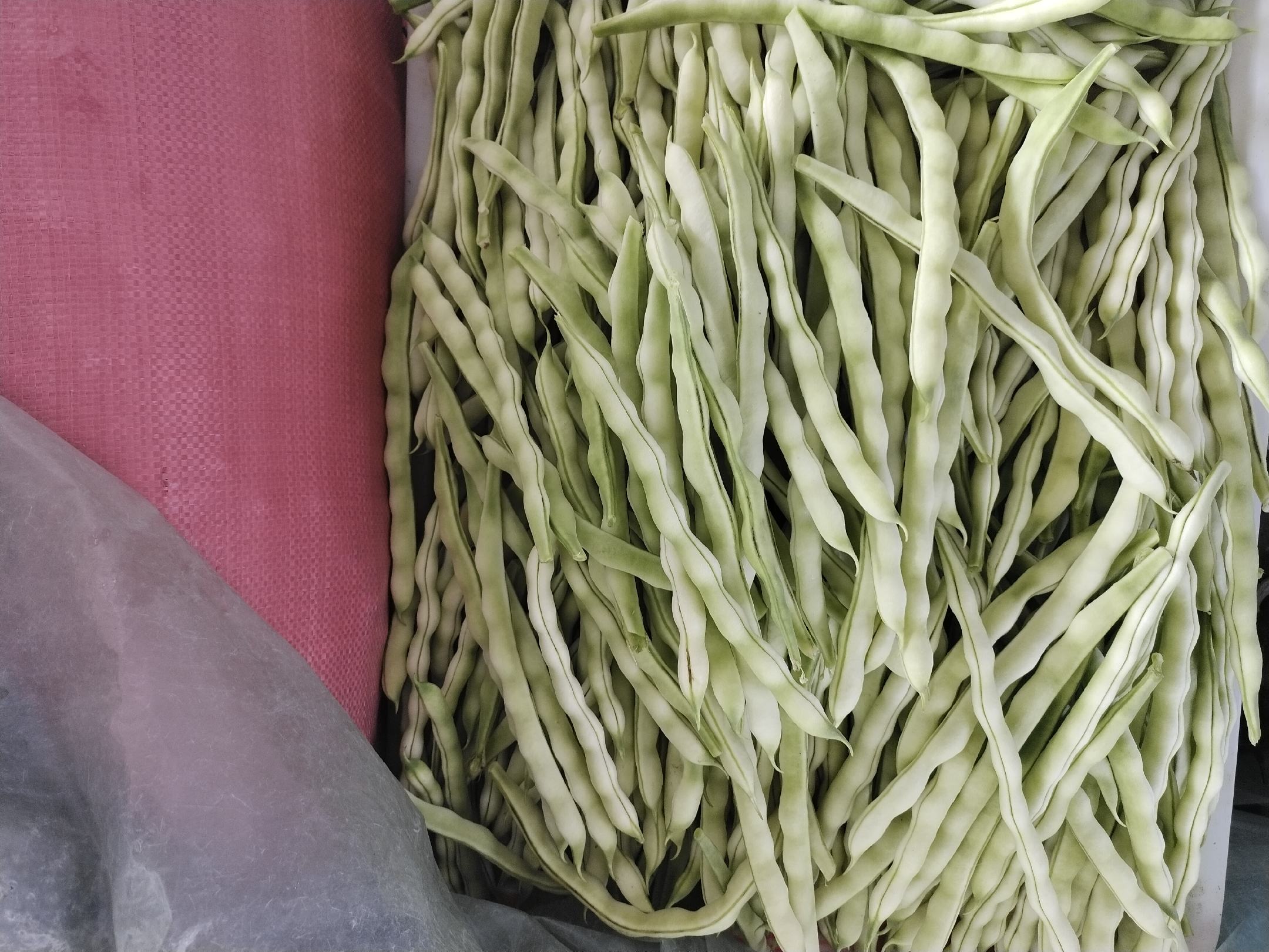 展示大白芸豆与白扁豆的豆粒和豆荚实物对比,便于直观区分 大白芸豆与白扁豆的实物对比图