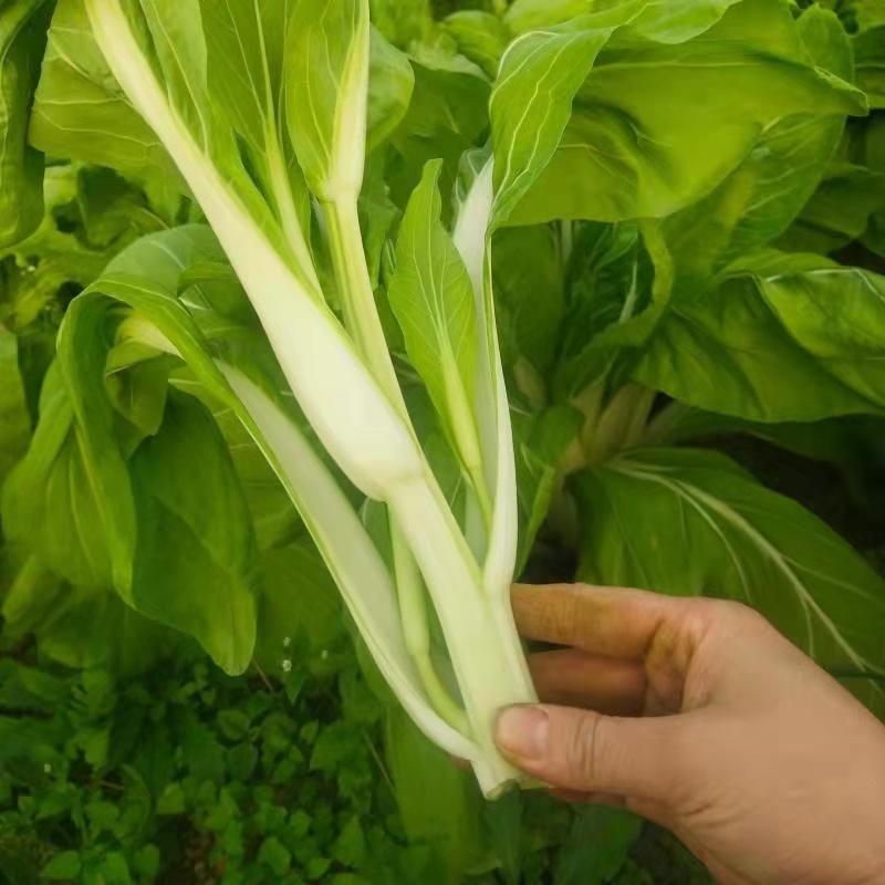 [白菜苔批发]白菜苔 精品菜苔 湖北菜苔 产地直发