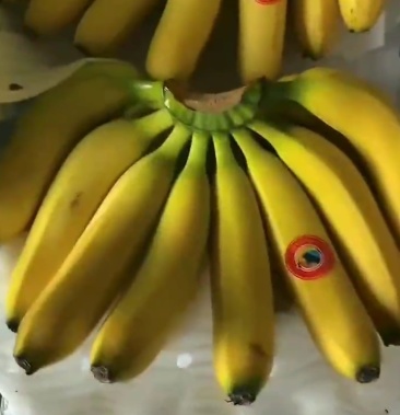 精品特价菲律宾二黄蕉香蕉