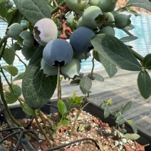 我这边有一个大棚蓝莓🫐马上下树14-18cm