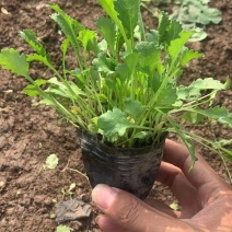 精品苗大滨菊营养钵苗大量有货基地