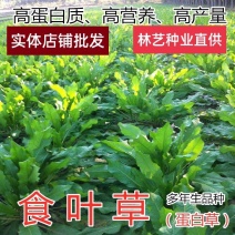 食叶草种子高产耐寒牧草进口优质草籽牛羊猪鸡鸭鹅鱼食用草籽