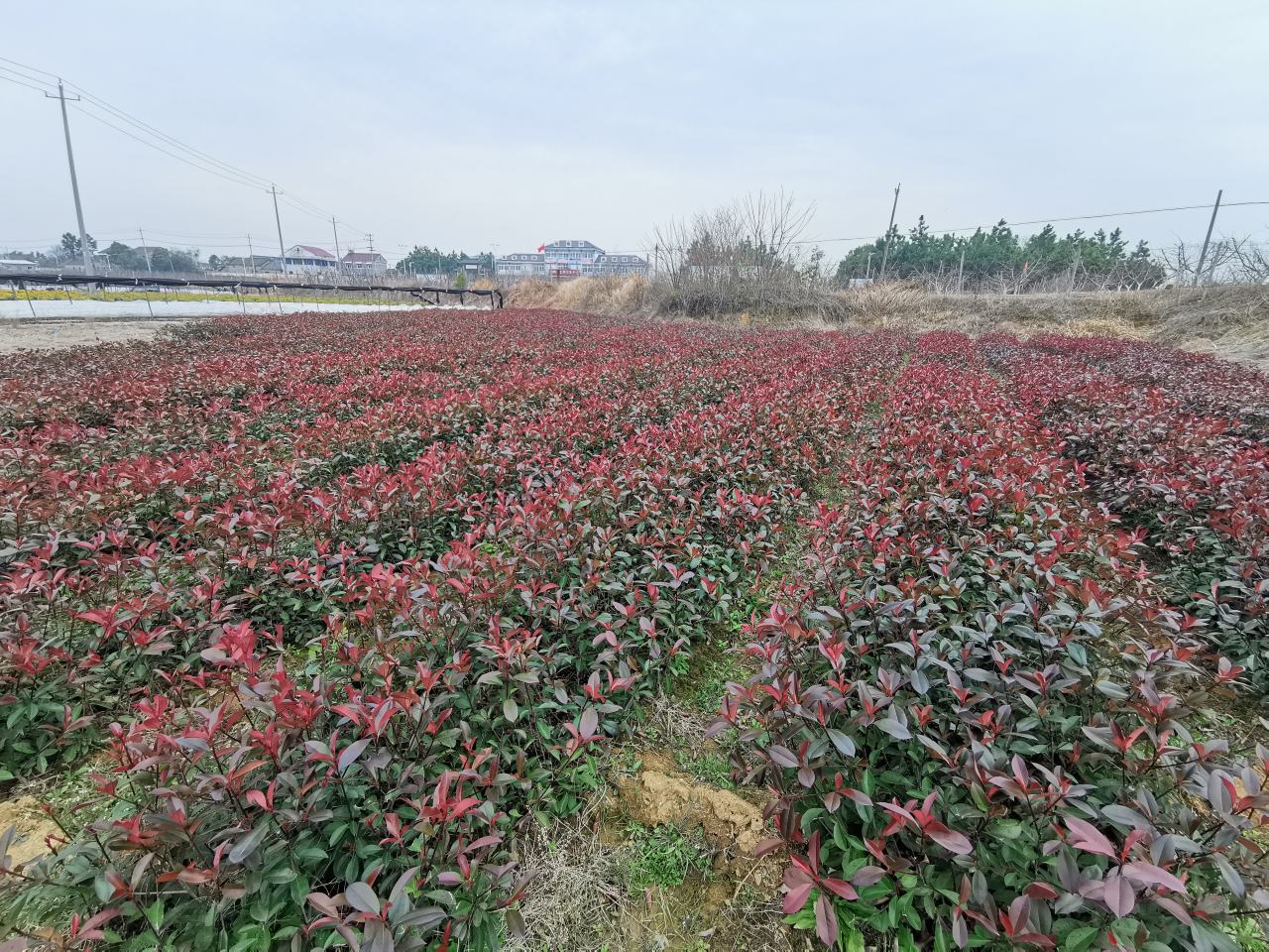 大叶女贞树苗种植基地