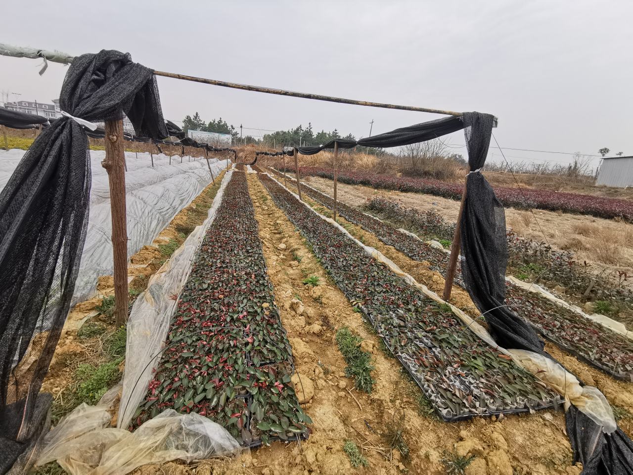 江苏沭阳大叶女贞标准化育苗基地实景