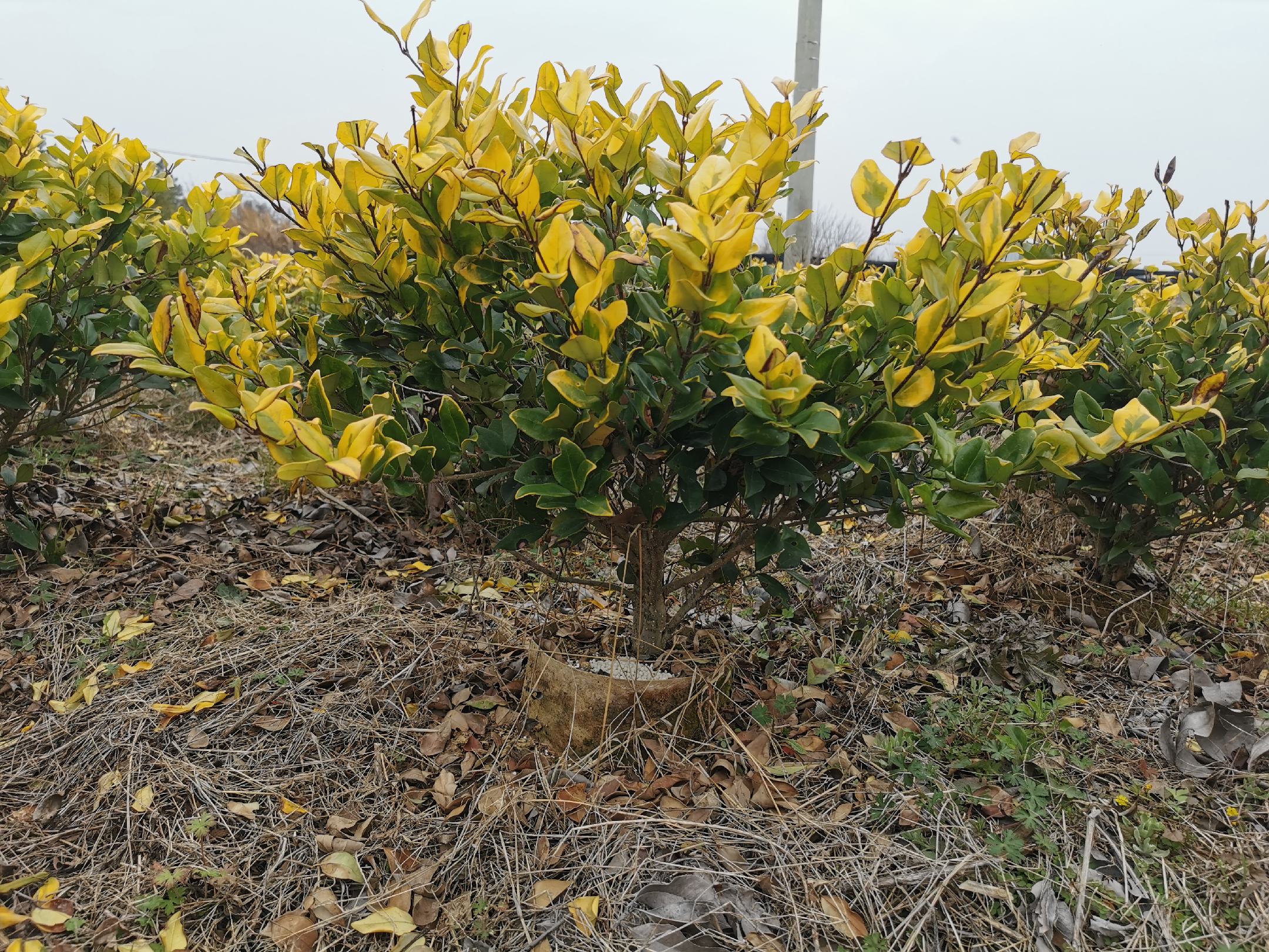 展示八公分大叶女贞的挺拔树干与浓密叶片 八公分大叶女贞树形挺拔,叶片浓绿