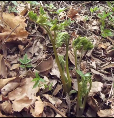 东北山野菜苦隆牙药用名生蔴