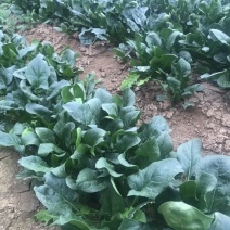精品菠菜长期供应全国供应24小时在线服务
