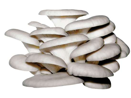 鲜平菇与青椒胡萝卜黑木耳搭配图