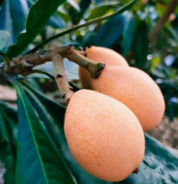 [早钟6号枇杷批发]闽南开春第一果价格90.00元/件 - 一亩田