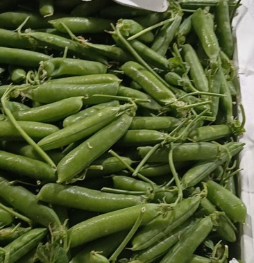 云南小金豆长寿豆