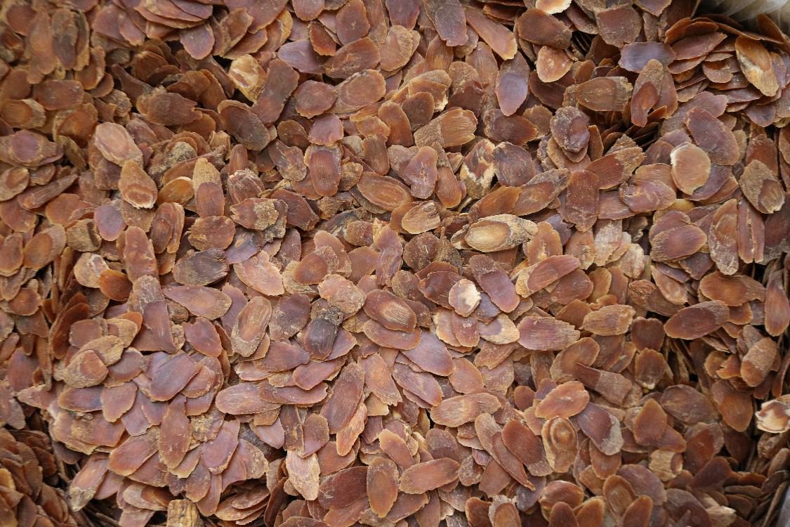 人参切片与苦荞炒制过程 人参与苦荞的预处理过程