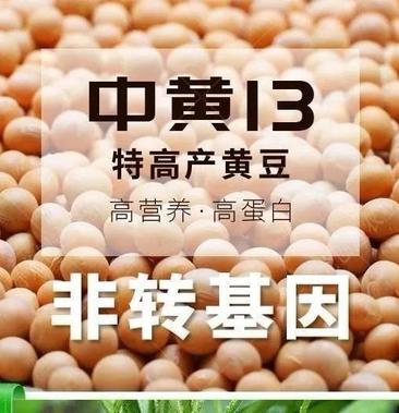 中黄901大豆品种图片