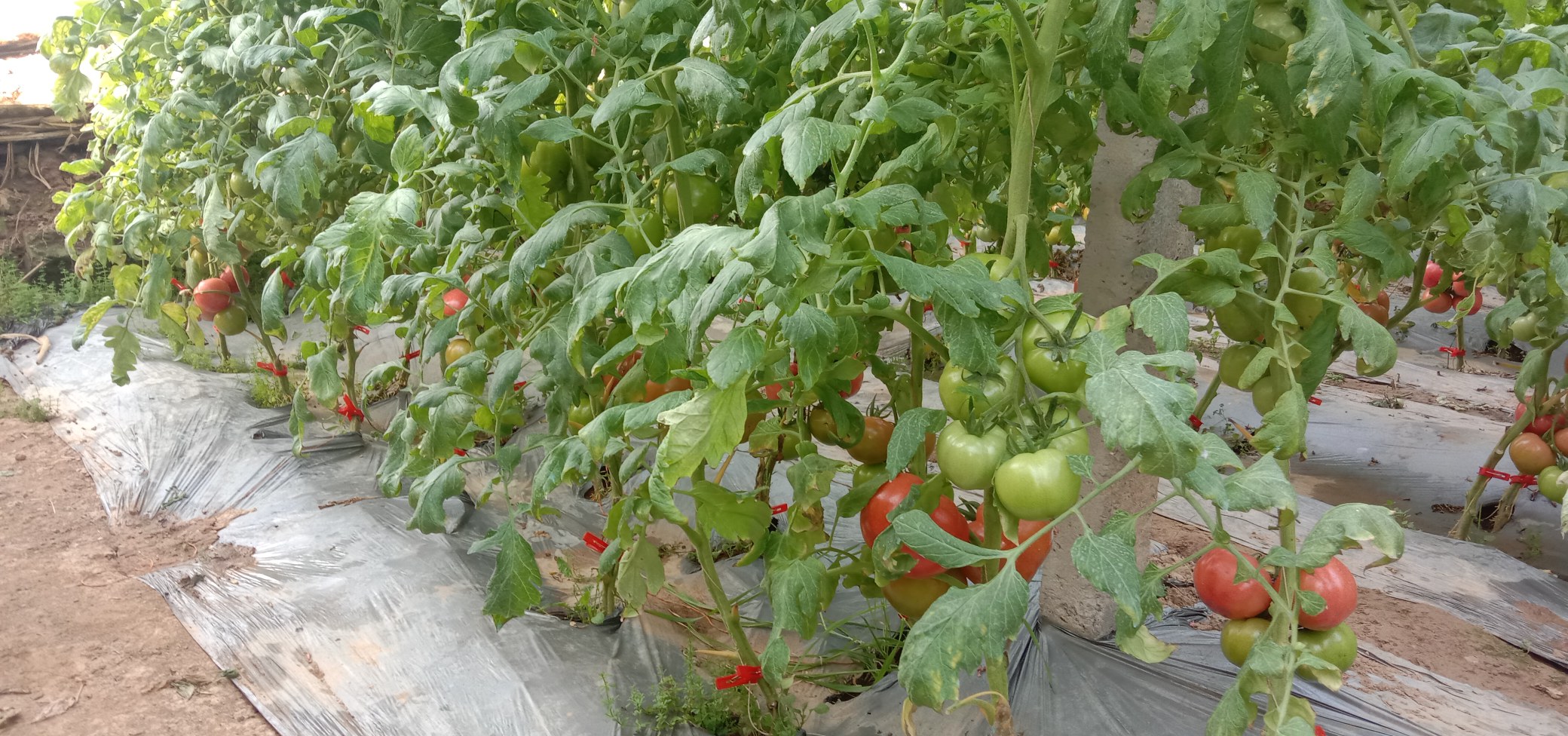 一片露天种植的普罗旺斯西红柿田地航拍视角