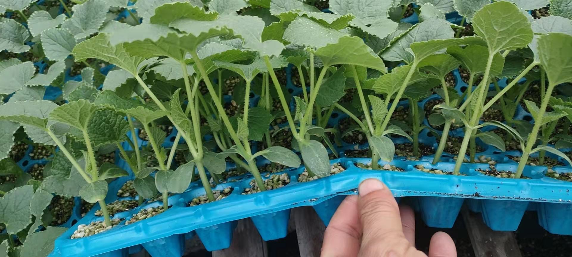 左半图为两株3叶1心的羊角蜜实生苗,茎秆紫绿相间、子叶厚实、真叶锯齿清晰;右半图为同一品种成熟果实剖面,橘红色果肉厚达3.5cm,中心糖度测定仪读数显示16.2°Brix;背景虚化处可见手写标签‘F1代留种苗·2024.05’——直观呈现自留种后代的典型性状表达与品质延续性 家庭阳台成功培育的羊角蜜甜瓜幼苗与亲本果实对比图