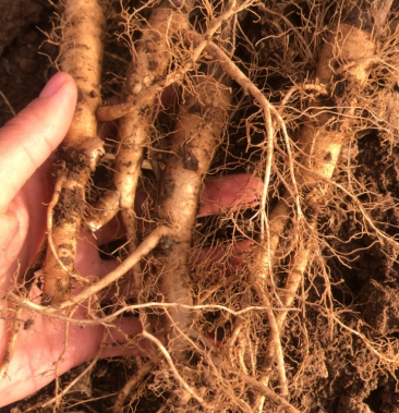 [独活苗批发]精品肉独活苗价格0.12元/株 - 一亩田