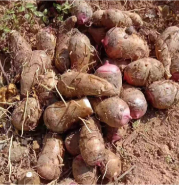 芋头红嘴芋大量上市中